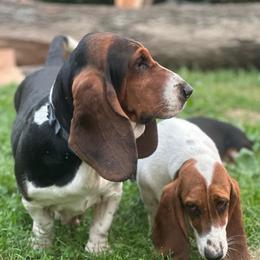Chevy - Basset Hound