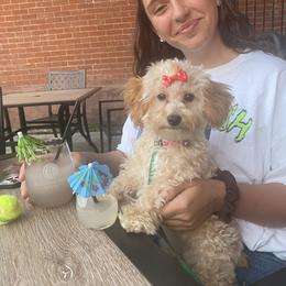 Poodle Puppies from Singing Sands Poodles