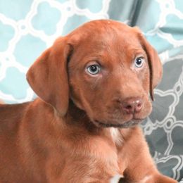 Gideon - Red Catahoula Leopard Dog puppy in Potsdam, New York from Spot On Catahoula Leopard Dogs