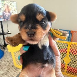 Yellow - Black and tan male Yorkshire Terrier puppy in Richmond, Virginia from Kizzie's Yorkies