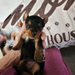 Piston - Black and tan male Yorkshire Terrier puppy in Sidney, Ohio from Little Yorkie World