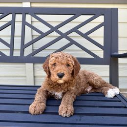 Goldendoodle Puppies from Colorado Dreamin Doodles