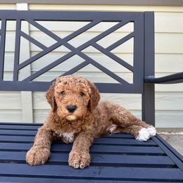Goldendoodle Puppies from Colorado Dreamin Doodles