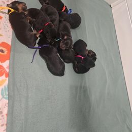 Mint Green - Black and rust female Beauceron puppy in Batavia, New York from Oakland Beaucerons