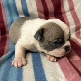 Waldo - Blue male Boston Terrier puppy in Corning, California from SB Bostons / Raksha Malinois