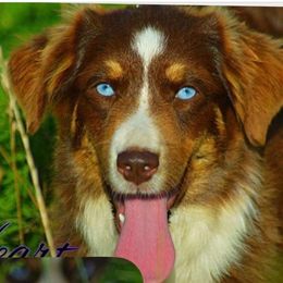 Brilee - Miniature Australian Shepherd