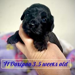 Angel - Black and white female Assorted Doodle Crosses puppy in Coal City, Indiana from Angel Blue Dogs
