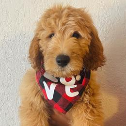 Goldendoodles and Poodles from Poodle Doodle Kennels
