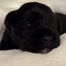 Michael - Black male Miniature Schnauzer puppy in Bullard, Texas from Black Gold Miniature Schnauzers