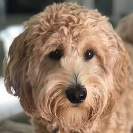 Zoey - Goldendoodle