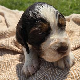 Vale - Liver and white female English Springer Spaniel puppy in Hephzibah, Georgia from Sidel's Springers