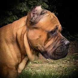 Thor - Cane Corso