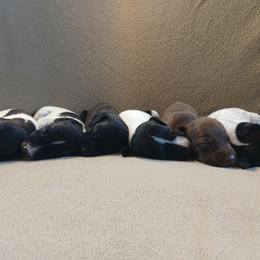 Boy 2 - Black roan male German Shorthaired Pointer puppy in Laporte, Minnesota from Northern Odyssey Gun Dogs