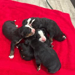 Red Leaf - Black rust and white female Bernese Mountain Dog puppy in Strasburg, Ohio from Lois Allison