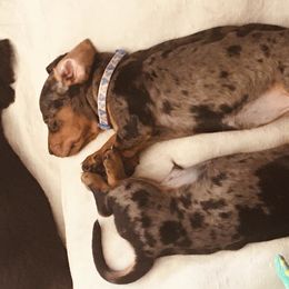 Dachshunds from Queen Wein