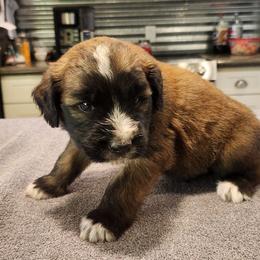 Brown male - Brown and white male Saint Berdoodle puppy in Saint Joseph, Missouri from Home Raised St. Berdoodles