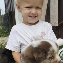 Miniature Australian Shepherds and Toy Australian Shepherds from Burnett Aussies