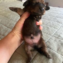 Forrest - Red male Dachshund puppy in Brave, Pennsylvania from Maple Moon Mini Dachshunds