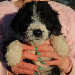 Kayle - Black and white female Aussiedoodle puppy in Four Oaks, North Carolina from RoseWest Farms
