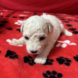 Baby - Red collar - White female Bichon Frise puppy in 63101 (St. Louis Metro Area), Missouri from BichonSTL