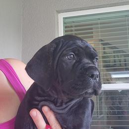 Dolce Notte - Black brindle male Cane Corso puppy in Palm Coast, Florida from Northgold Cane Corso