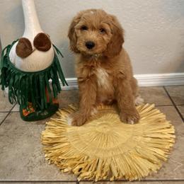 Bernedoodle and Goldendoodle Puppies from Wroth's Paws