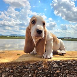 Bandit - Red and white male Basset Hound puppy in Denison, Texas from Emma Lou's Baby Bassets