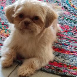 Sam - Shih Tzu