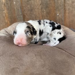 Alabama - Blue merle female Aussiedoodle puppy in Eastland, Texas from H5 Mini Doodles