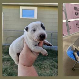 Australian Cattle Dog All Grown Up from Blue Steel Cattle dogs