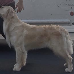 Golden Retriever Puppies from Canyon Ridge Goldens