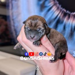 TOKU - Red male Shiba Inu puppy in Minnesota from BonsaiShibas