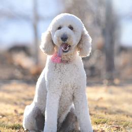 Lilly - Goldendoodle