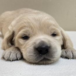 Boy 1 - Light golden male Golden Retriever puppy in Milford, Michigan from Servant Kennel