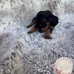 Myrtle - Black and tan female Dachshund puppy in Lufkin, Texas from CSW Dachshunds