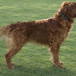 Red, CGCA - Golden Retriever