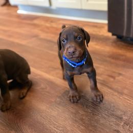 Dark blue collar male - Red and rust male Doberman Pinscher puppy in Madison, Indiana from Jensen Dobermans and Dachshunds