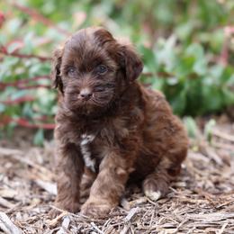 Barak - Brown male Whoodle puppy in West Bend, Iowa from Blue Skies Terriers