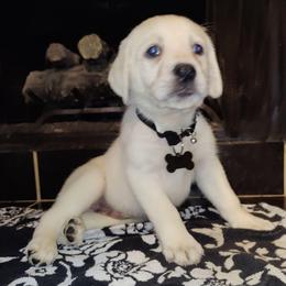 Layla's Polar Bear - Yellow male Labrador Retriever puppy in Missouri City, Texas from Labrador Retriever Puppies