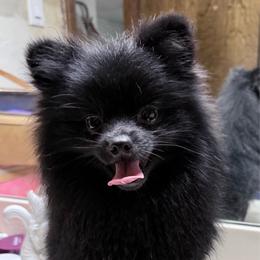 Phantom - Black male Pomeranian puppy in Coleman, Oklahoma from Pretty Poms