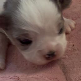 Blinky - Chihuahua puppy from Diamond Dog Chihuahuas