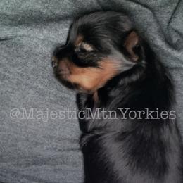 Yorkshire Terrier Puppies from Majestic Mountain Yorkies