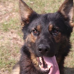 Sokka  a  DDR East German - German Shepherd