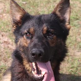 Sokka  a  DDR East German - German Shepherd