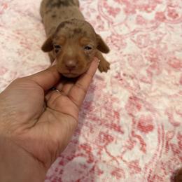 Maddie - Dapple female Dachshund puppy in Magnolia, Texas from Carrie’s Countryside Dachshunds