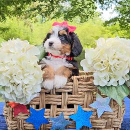Capri - Tri-color female Bernedoodle puppy in Russell Springs, Kentucky from 270 Doodles