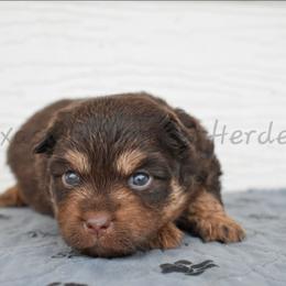Priss - Red tri female Miniature Australian Shepherd puppy in Lubbock, Texas from Texas Bluebonnet Herders