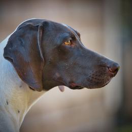 German Shorthaired Pointer All Grown Up from Windward German Shorthaired Pointers