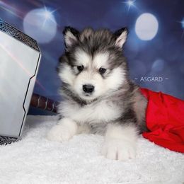 Blue collar M - Alaskan Malamute puppy in Spokane, Washington from Asgard Wooly Malamutes
