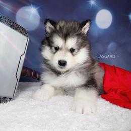 Blue collar M - Alaskan Malamute puppy in Spokane, Washington from Asgard Wooly Malamutes